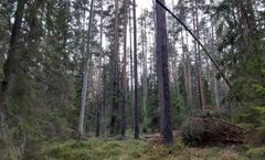 Vuurtin luonnonsuojelualueen puustoa. Kuva: Arto Hyvärinen.