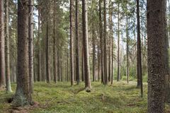 Kiinteistöjen kauppahintarekisterin tietojen mukaan sijoitusrahastojen aktiivisuus metsätilakaupoissa on kasvanut merkittävästi ja yksityisten ostajien osuus on supistunut huomattavasti.