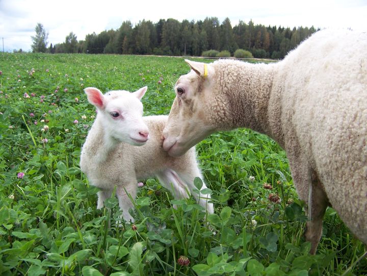 ELMA-messujen kummikaritsa Parikan Antero