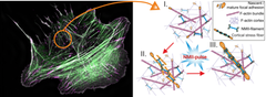 Vasemmalla: Super-resoluutiomikroskopiakuva liikkeessä olevasta ihmisen osteosarkooma-solusta. Fokaaliadheesiot on värjätty vaaleanpunaisella ja myosiinirakenteet vihreällä. Aktiini-säikeet näkyvät kuvassa harmaina. Oikealla: Kaavakuva stressisäikeen muodostumisprosessista solukorteksissa. Myosiini-pulssi organisoi stressisäikeen kypsymisen, joka edelleen indusoi fokaaliadheesioiden kasvun uuden stressisäikeen molempiin päihin. Huomaa, että värikoodaus eroaa paneelien välillä. Kuva: Jaakko Lehtimäki