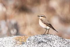 Kivitasku. Kuva: Ari Lehtiö.