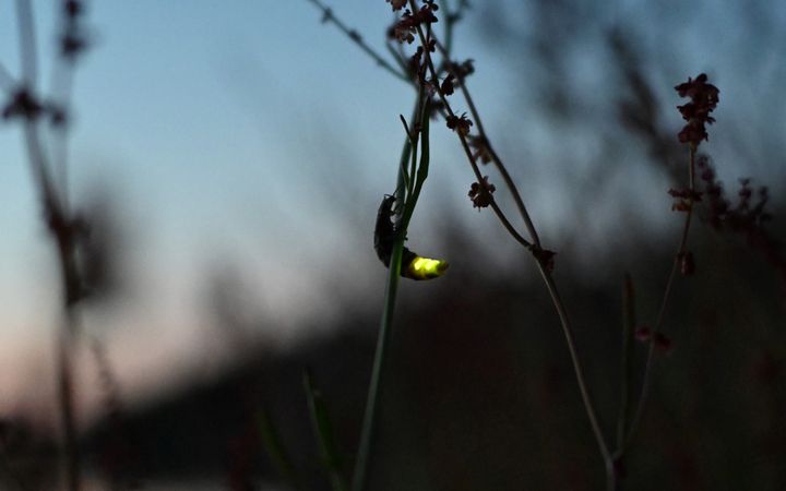 Lysmaskarna är skalbaggar, vars honor lyser med ett grönt sken för att locka till sig flygande hanar. (Foto: Christina Elgert)