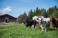 Osuuskunta Maitomaan hiilijalanjäljen laskennassa kartoitettiin meijerin kaikkien maidontuottajien toiminnasta ja tuotannosta syntyvät kasvihuonekaasupäästöt.