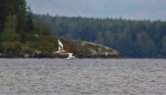 Räyskä-isällä on päävastuu poikasten ohjaamisesta ensimmäiselle syysmuutolle Afrikkaan. Täällä aikuinen lintu (ylhäällä) lennossa yhdessä poikasensa Vanajaveden maisemissa Hattulassa. Kuvaaja: Petri Hirva.