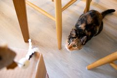 Riittävä aktivointi ehkäisee kissan käytösongelmia. Lyhyet leikkihetket monta kertaa päivässä aktivoivat kissaa. Kuvassa Soma-kissa vaanii lelua. Kuvaaja Ronja Määttä.