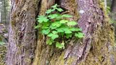 Iäkkään raidan (Salix caprea) oksankolo tarjoaa kasvupaikan käenkaalille (Oxalis acetosella). Runsaan seuralaislajiston ohella varhain kukkivilla pajukasveilla on tärkeä rooli pölyttäjien kuten Suomen oloissa erittäin tärkeiden kimalaisten ravintolähteenä. Kuva: Jyri Pääkkönen