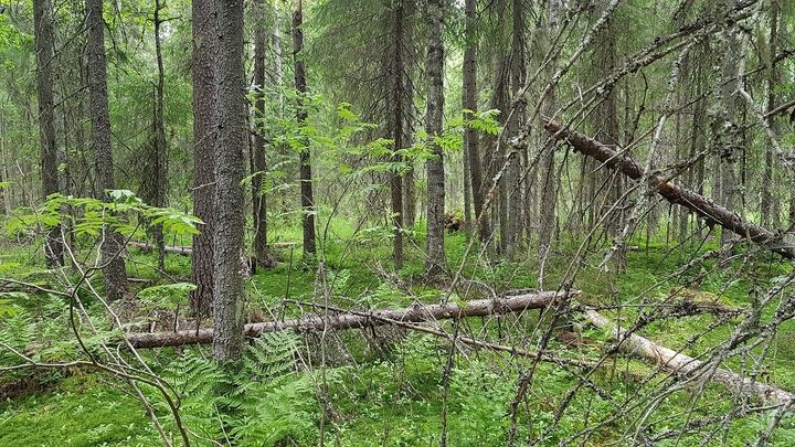 Suojeltua metsää Pohjois-Savossa.