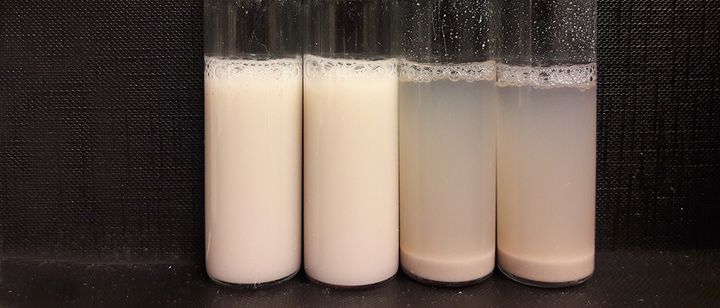 Ultraäänikäsitellyt ohraproteiininäytteet (vasemmalla) eivät sedimentoidu astian pohjalle toisin kuin käsittelemättömät näytteet. Tämä parantaa niiden käytettävyyttä esimerkiksi juotavissa elintarvikkeissa. Kuva: Pia Silventoinen