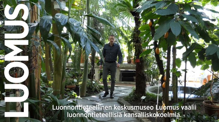 Leif Schulman Kaisaniemen  kasvitieteellisessä puutarhassa. Kuvakaappaus videolta.