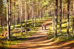 Rokua Geoparkissa on maastopyöräilyyn sopivia reittejä.