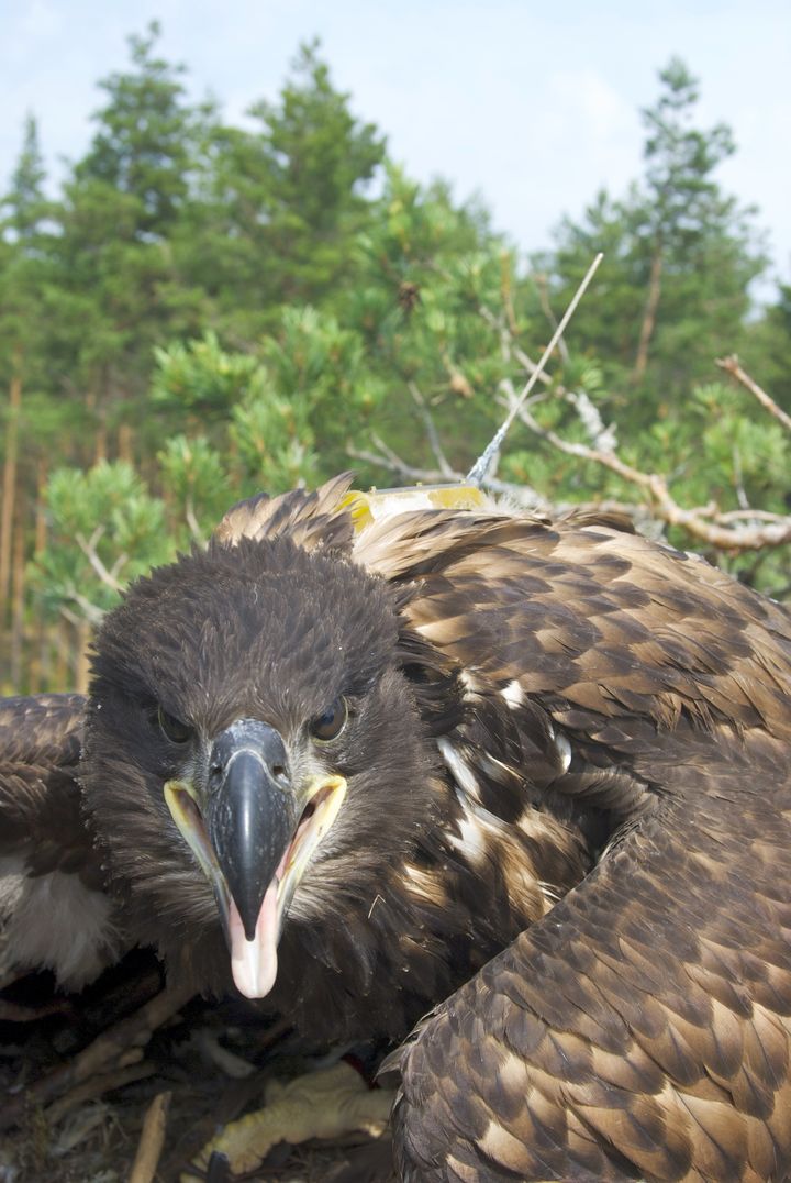 Tyyni-kotka ei vaikuta aivan tyyneltä (Kuva: Teemu Honkanen/WWF)