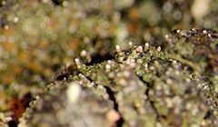 Tyvityynyjäkälän oliivinvihreää sekovartta ja tappimaisia kuromapulloja, joiden päästä vapautuu pieniä kuromia eli suvuttomia itiöitä. Kuromapullot nousevat sekovarresta noin 0,4 mm. (Kuva: Annina Launis)