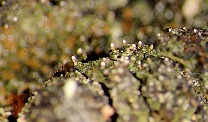 Tyvityynyjäkälän oliivinvihreää sekovartta ja tappimaisia kuromapulloja, joiden päästä vapautuu pieniä kuromia eli suvuttomia itiöitä. Kuromapullot nousevat sekovarresta noin 0,4 mm. (Kuva: Annina Launis)