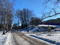 Kaisaniemenpuiston kulkureittien varsilta poistetaan huonokuntoisia puita. Kuva: Helsingin kaupunki/Mikko Turunen