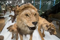 Tarton luonnontieteellisen museon toiminnallisissa näyttelyissä opit näkemällä ja kokeilemalla erilaisista luonnon ilmiöistä ja eläimistä.