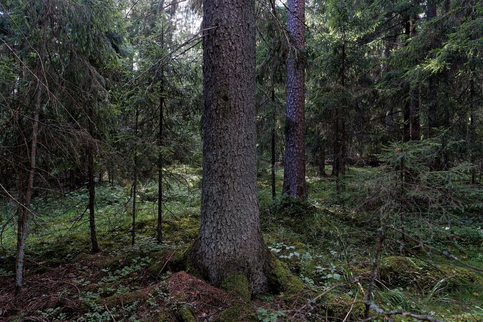 9. Myllysilta Somero