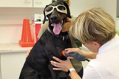 Priv.-Doz. Dr. habil Barbara Bockstahler, Vetmeduni Vienna demonstrates laser treatment of the biceps tendon on a dog. All humans and veterinary patients must wear safety googles./©Thomas Lummert; www.lummert-photography.de. The published image must bear the copyright designation "Thomas Lummert/VBS VetVerlag, Buchhandel und Seminar GmbH". The image is free of charge for editorial purposes. For any other purpose you need to contact the VBS GmbH. In any case the image remains property of the VBS GmbH.