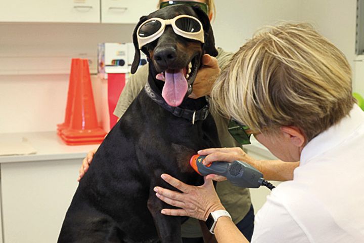 Priv.-Doz. Dr. habil Barbara Bockstahler, Vetmeduni Vienna demonstrates laser treatment of the biceps tendon on a dog. All humans and veterinary patients must wear safety googles./©Thomas Lummert; www.lummert-photography.de. The published image must bear the copyright designation "Thomas Lummert/VBS VetVerlag, Buchhandel und Seminar GmbH". The image is free of charge for editorial purposes. For any other purpose you need to contact the VBS GmbH. In any case the image remains property of the VBS GmbH.