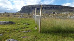 Kilpisjärven NutNet-tutkimusalue sijaitsee Saana-tunturin lähellä. Kuva Anu Eskelinen