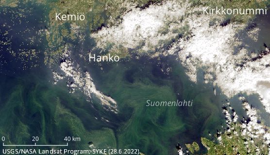Sinileviä on seurattu satelliittikuvista jo 30 vuotta. Sinilevää havaittiin Suomenlahdella tiistaina 28.6.2022 Kuva: SYKE / Tarkka