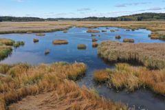 Lintuvesien hoitoalue Lohjan Gammelbyvikenillä. Kuva: William Velmala