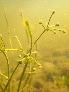 Upossarpio kukkii veden alla heinä-elokuussa vaatimattomin mutta helposti tunnistettavin kukinnoin. Kuva Petra Pohjola.