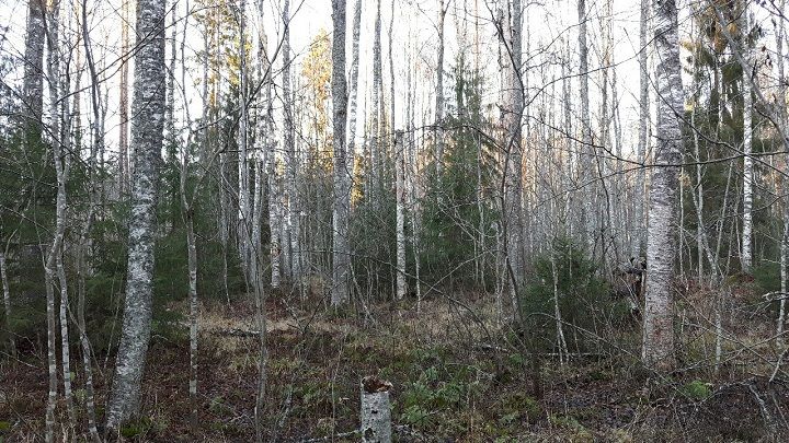 Koivuvaltaista vanhaa metsää, METSO-ohjelman kohde Mäntyharjussa Koivurinteen tilalla. Kuva: Arto Hyvärinen