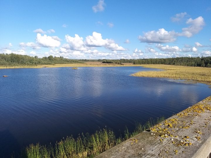 Kuva umpeenkasvaneesta rantaniityst, jota voisi kunnostaa Helmi-ohjelman puitteissa.