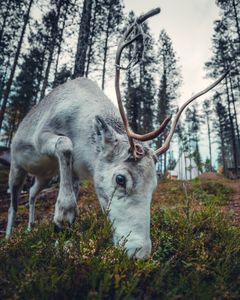 Porojen rykimäaika ailkaa syksyn tullen. Kuva Kristof Göttling/Matkalle Sallaan ry