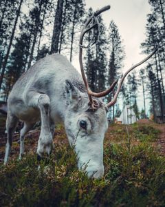 Porojen rykimäaika ailkaa syksyn tullen. Kuva Kristof Göttling/Matkalle Sallaan ry