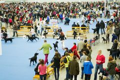Koiramessut tuovat Messukeskukseen 22 000 koiraa ja paikalle odotetaan 50 000 kävijää. Kuva: Kennelliitto/Jukka Pätynen