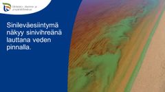 Runsas sinileväesiintymä näkyy tyypillisesti sinivihreinä lauttoina veden pinnalla. Kuva: Lapin ELY-keskus