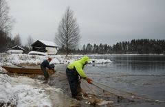 Koitajoen jokinuottaus on katkeamatonta kulttuuriperintöä, joka uudistaa planktonsiian kutupaikkoja. Kuva: Helena Haakana, käytetty luvalla.