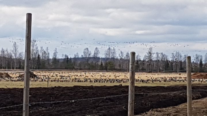 Valkoposkihanhia pellolla Pohjois-Karjalassa. Kuva: Asko Miettinen.