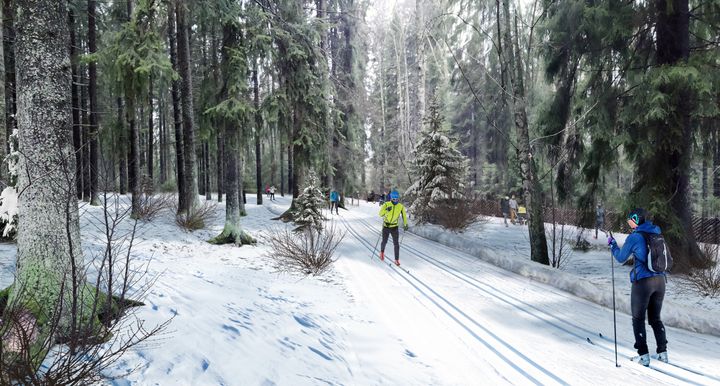 Keskuspuiston uudet latuyhteydet ovat perinteisen tyylin latuja, jotta niiden tilantarve ja vaikutus luontoon on mahdollisimman pieni. Havainnekuva Kuninkaantammentien suuntaisesta latureitistä. Kuva: WSP