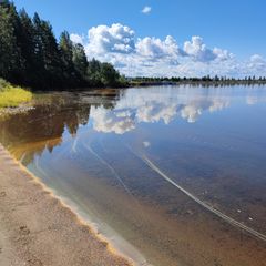 Loppukesästä voi esiintyä runsaastikin rusehtavia kuusen suopursuruostesienen itiöistä muodostuneita keräytymiä ja lauttoja. Kuva: Kainuun ELY-keskus.