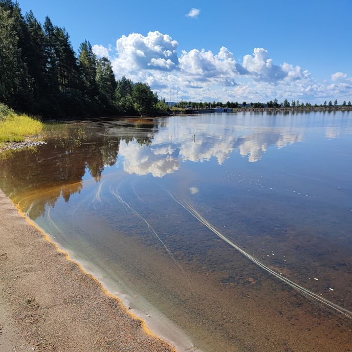 Loppukesästä voi esiintyä runsaastikin rusehtavia kuusen suopursuruostesienen itiöistä muodostuneita keräytymiä ja lauttoja. Kuva: Kainuun ELY-keskus.