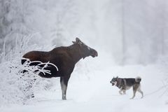 Jämthund, bild: Hannu Huttu.