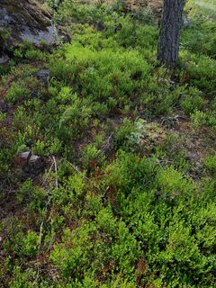 Alueen metsäpihat kunnioittavat alkuperäistä luontoa.