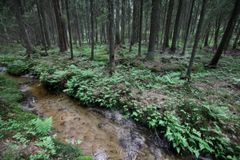I tiderna har man grävt källbäcken till ett rakt dike. I bakgrunden syns bäckens ursprungliga krokiga fåra. Bild: Aki Janatuinen
