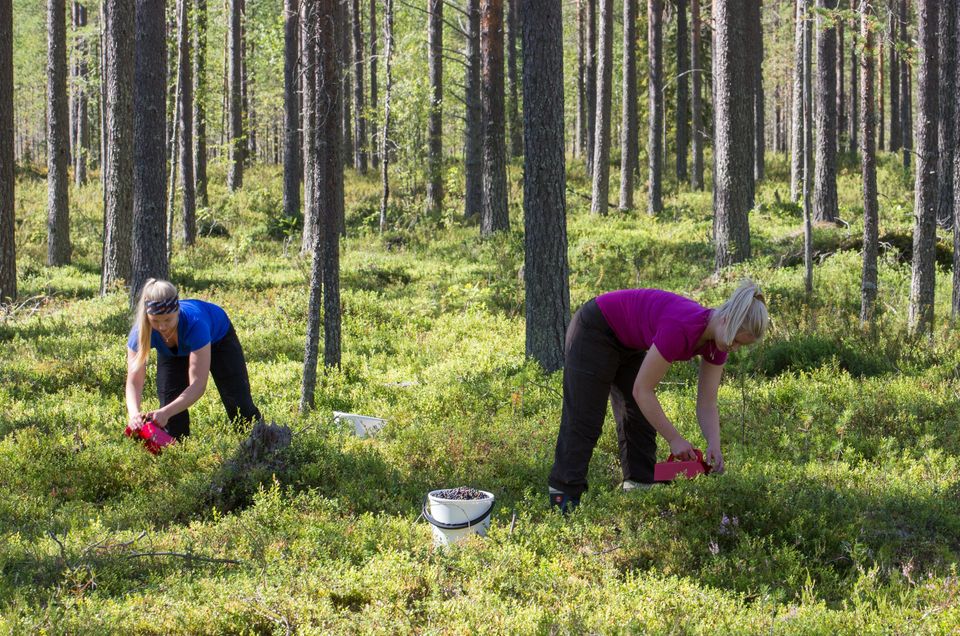 marjanpoiminta kuva rajattu