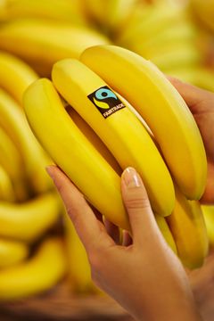 Vuonna 2016 joka kymmenes Suomessa myyty banaani oli Reilun kaupan banaani. (Kuva: Gerhard Wasserbauer)
