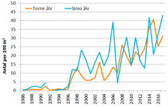 Genomsnittlig täthet av ensomriga laxyngel i Torne och Simo älvar.