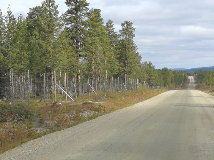 Nykyistä poroesteaitaa Inarijoen varressa. Uusi aita tullaan linjaamaan tien ja joen väliin Angeli-Palkasjoki välillä.  (Kuva: Lapin ELY-keskus)