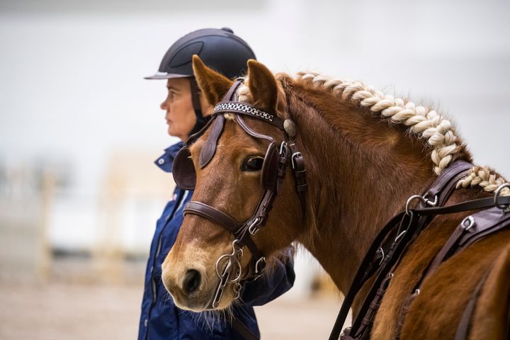 Hevosen hyvinvointi on tärkeä aihe GoExpo Horsen ohjelmissa. Kuva: Heidi Koivunen, Messukeskus.