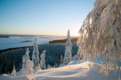 Tykkylunta Kolilla. Kuvaaja Jari Leivo.