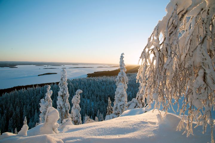 Tykkylunta Kolilla. Kuvaaja Jari Leivo.