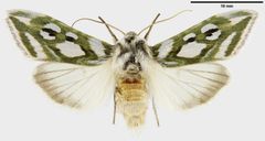 Digitoitu näyte loistokaapuyökkösestä (Cucullia argentea). Kuva: Pekka Malinen / Luomus.