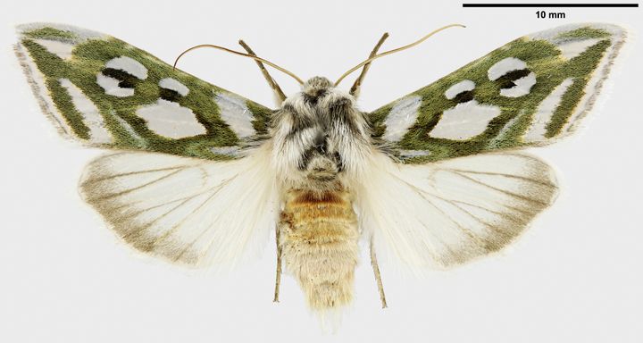 Digitoitu näyte loistokaapuyökkösestä (Cucullia argentea). Kuva: Pekka Malinen / Luomus.