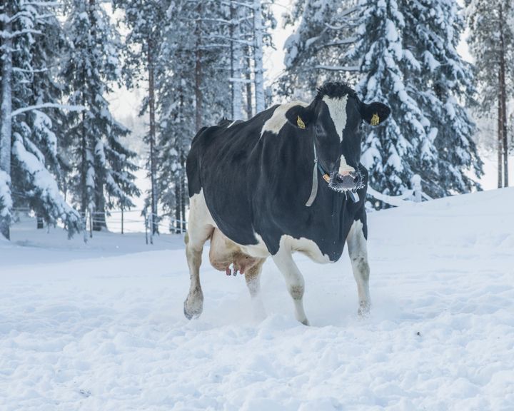 Kainuun maatalous nojaa edelleen maidontuotantoon. Kuva: Kimmo Rauatmaa.